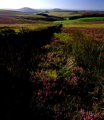 Lammermuir hills